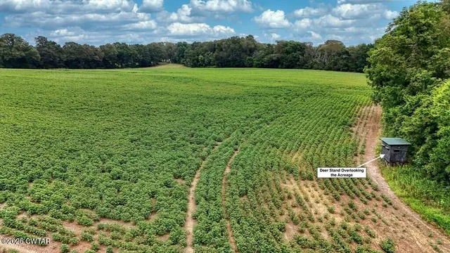 a view of a garden with a bench