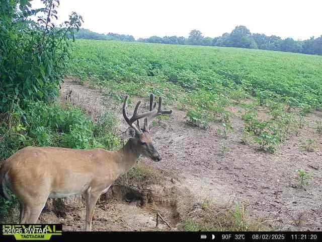 a view of a backyard with plants and outdoor seating