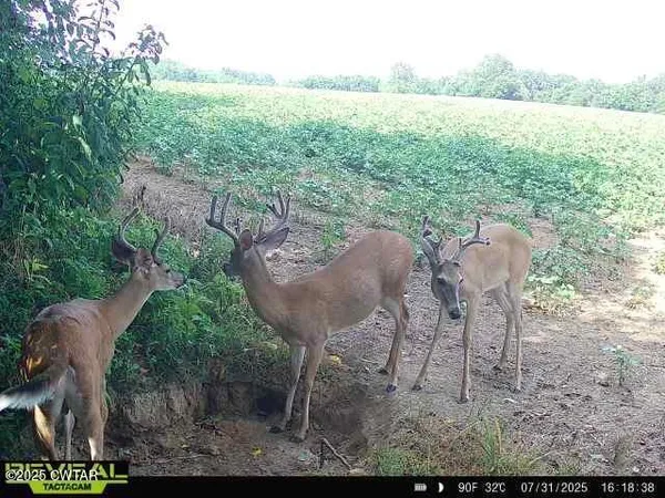 a view of a yard