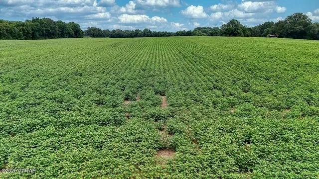a view of a big yard