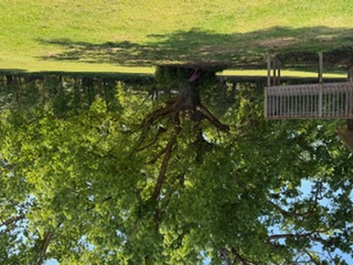 103 Gilkeson Road Honea Path, SC 29654 - Photo 13 of 25 This lush, green yard offers ample space for outdoor enjoyment and relaxation.