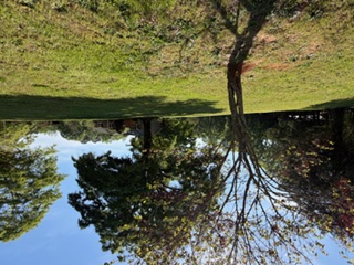 103 Gilkeson Road Honea Path, SC 29654 - Photo 19 of 25 The expansive yard features mature trees offering natural beauty and ample space for outdoor enjoyment.