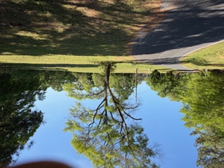 103 Gilkeson Road Honea Path, SC 29654 - Photo 22 of 25 This tranquil scene captures a winding pathway amidst lush, mature greenery.