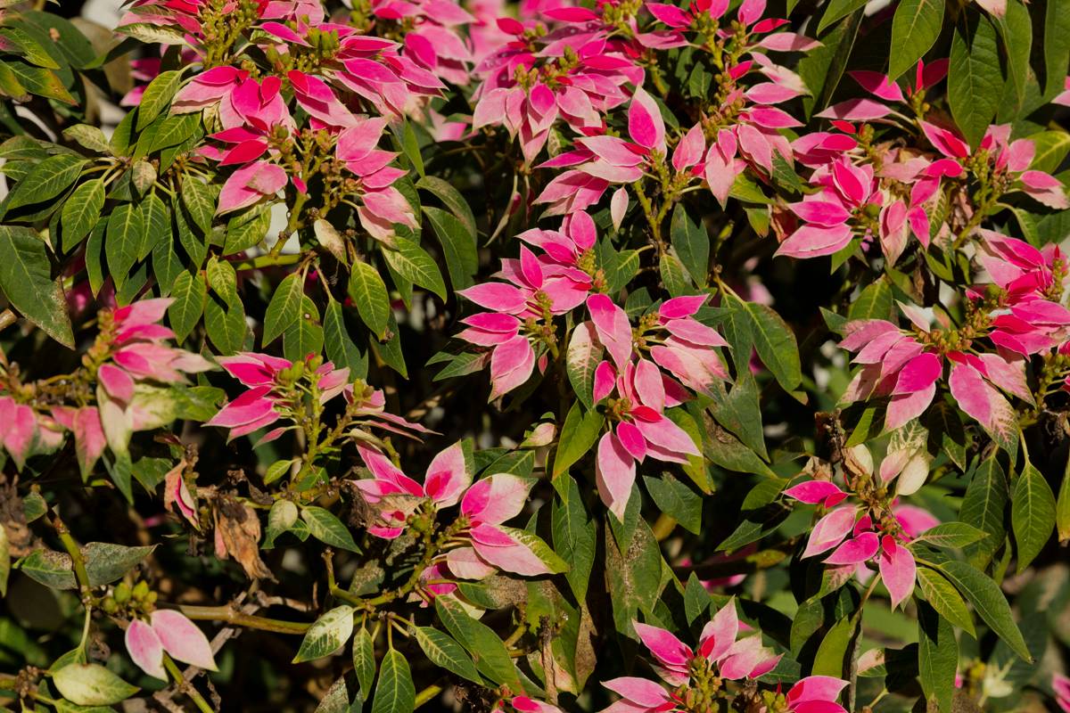 11-3671 Old Volcano Road Volcano, HI 96785 - Photo 26 of 29 Gallery Image 26