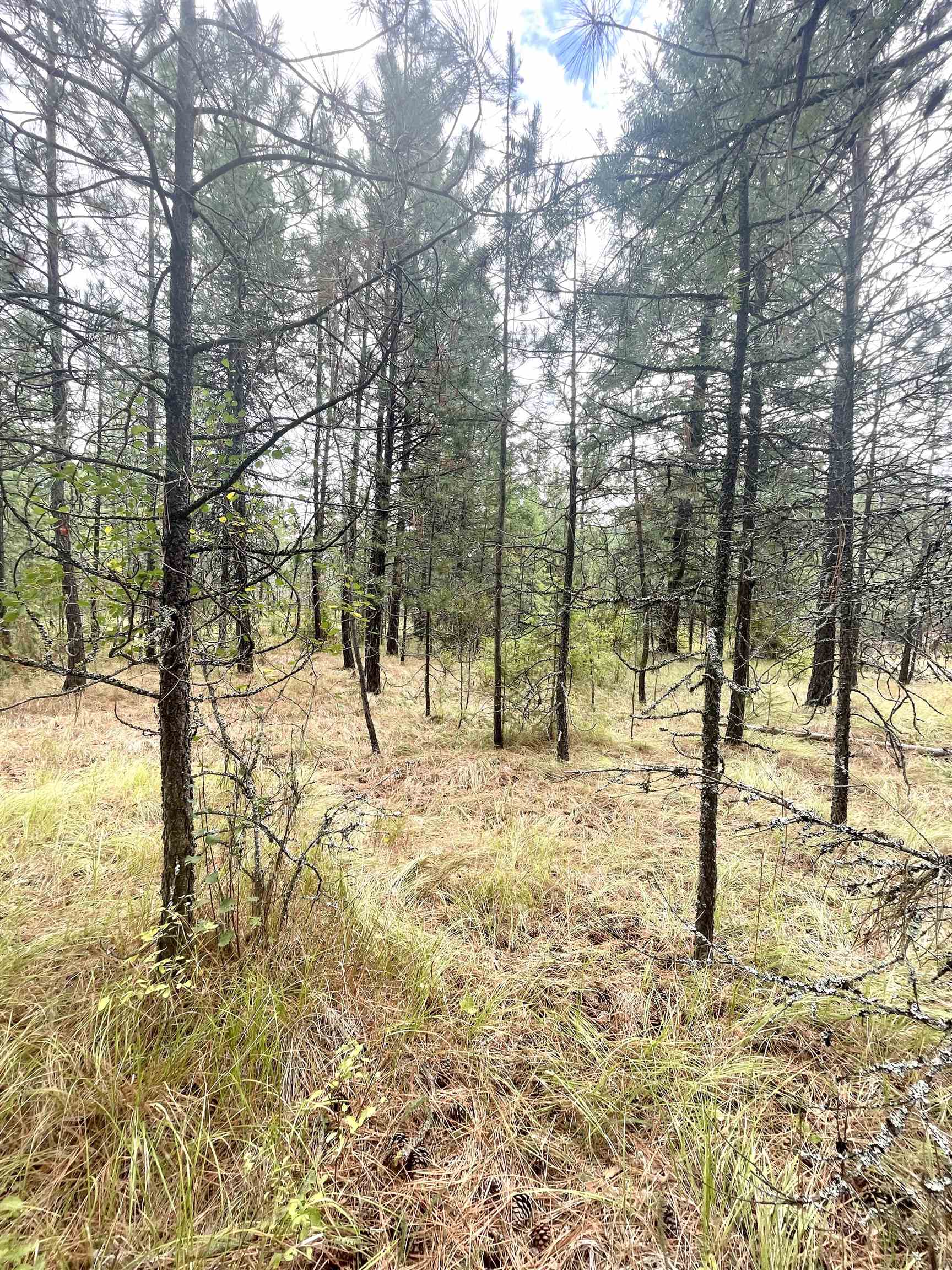 Xx North Deer Lake Road Loon Lake, WA 99148 - Photo 2 of 3 Gallery Image 2