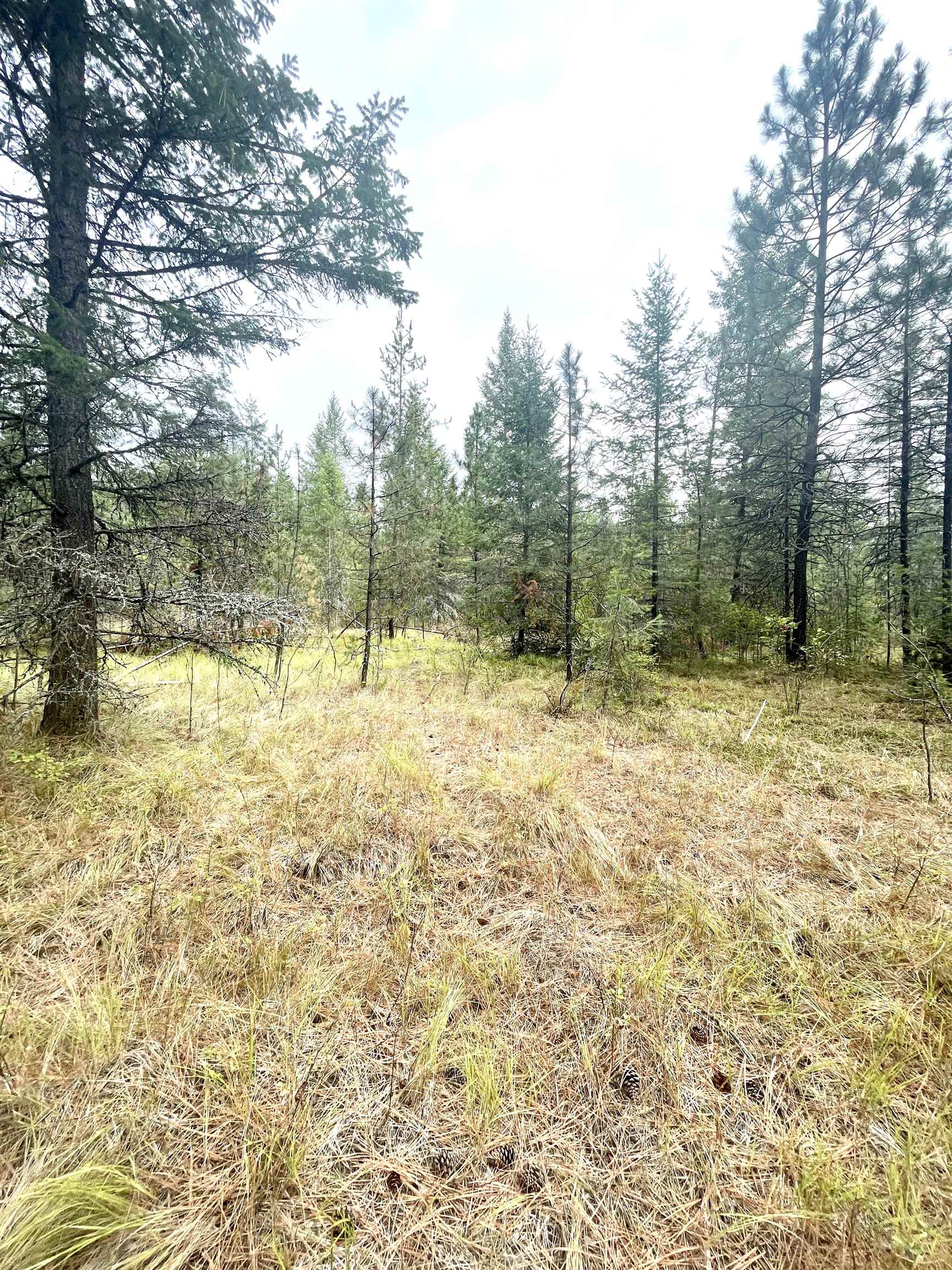Xx North Deer Lake Road Loon Lake, WA 99148 - Photo 3 of 3 Gallery Image 3