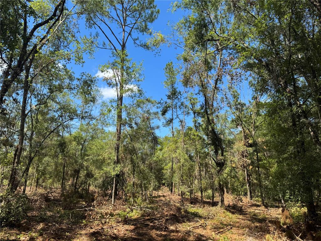 1475 Northeast Rd Gainesville Road Waldo, FL 32694 - Photo 11 of 22 a view of a city with lots of bushes