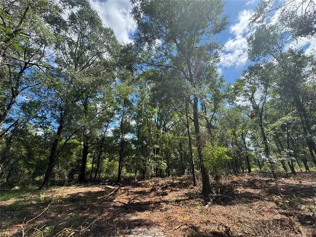 a view of a forest with trees