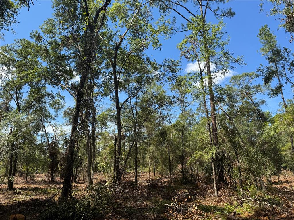 1475 Northeast Rd Gainesville Road Waldo, FL 32694 - Photo 14 of 22 a view of forest