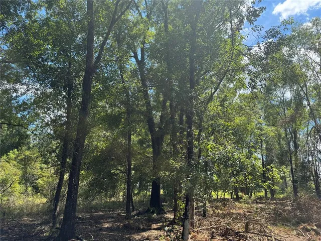 a view of a forest with trees