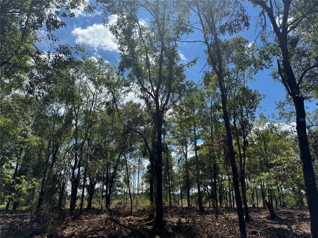 1475 Northeast Rd Gainesville Road Waldo, FL 32694 - Photo 16 of 22 a view of a forest with trees