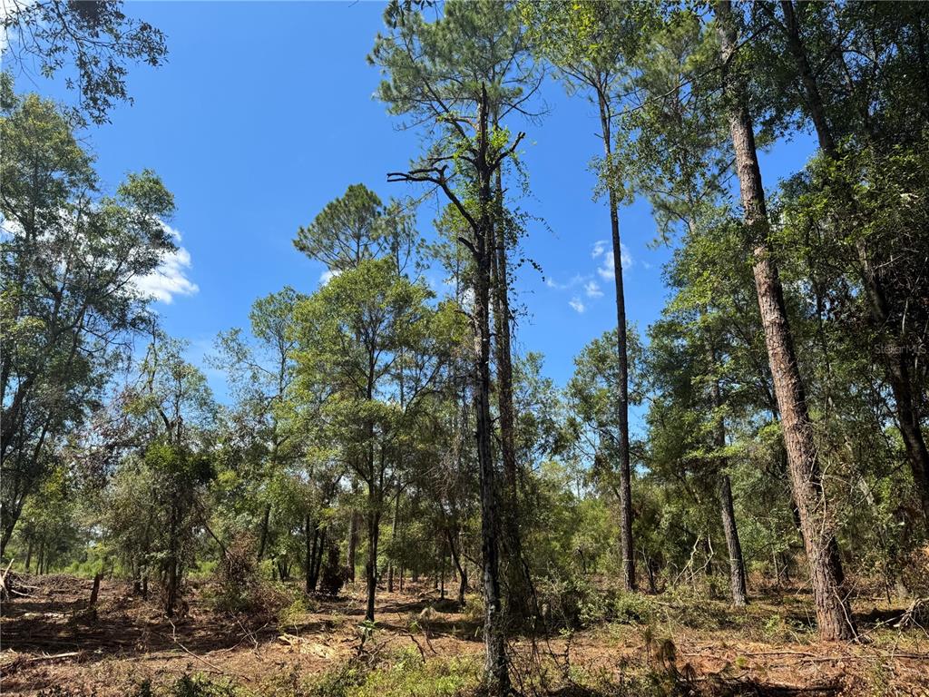1475 Northeast Rd Gainesville Road Waldo, FL 32694 - Photo 17 of 22 a view of a yard