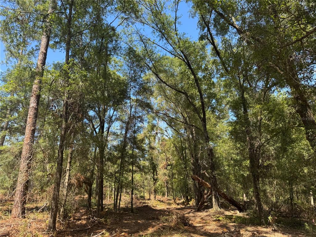 1475 Northeast Rd Gainesville Road Waldo, FL 32694 - Photo 18 of 22 a view of a forest with trees