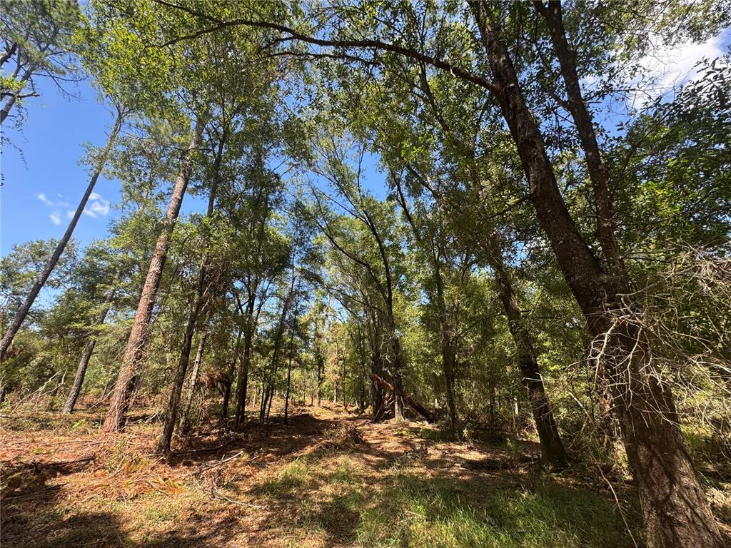 1475 Northeast Rd Gainesville Road Waldo, FL 32694 - Photo 19 of 22 a view of outdoor space and yard