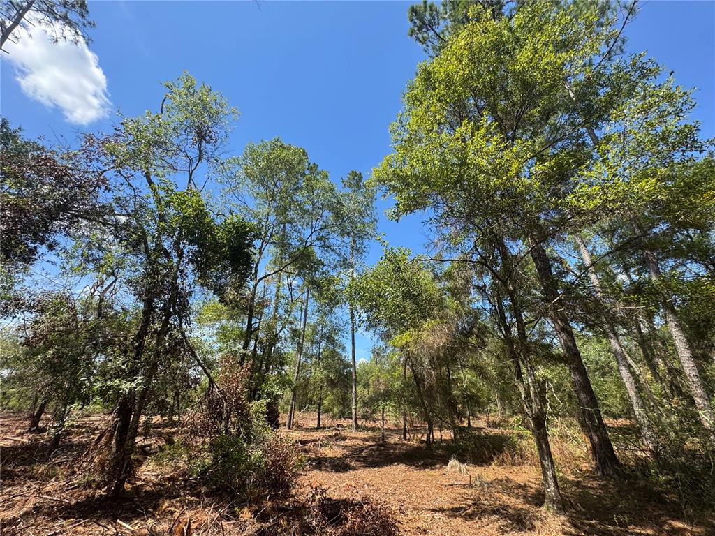 1475 Northeast Rd Gainesville Road Waldo, FL 32694 - Photo 20 of 22 a view of a yard with plants and trees