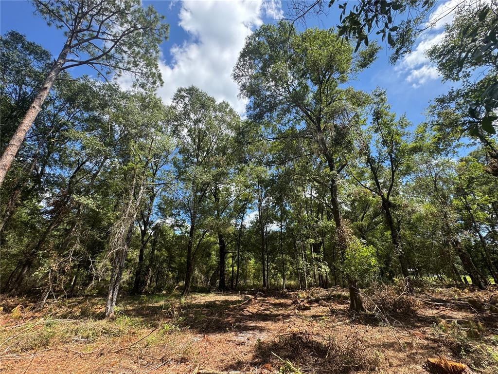 1475 Northeast Rd Gainesville Road Waldo, FL 32694 - Photo 22 of 22 a view of outdoor space