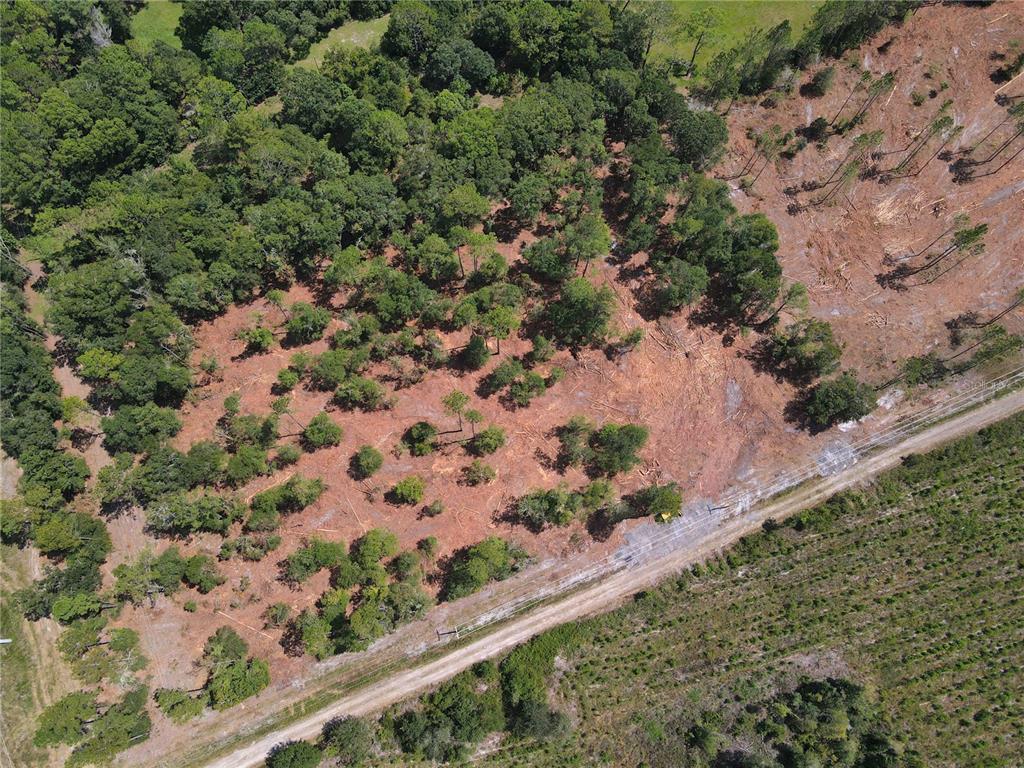 1475 Northeast Rd Gainesville Road Waldo, FL 32694 - Photo 8 of 22 a view of a garden with a plant