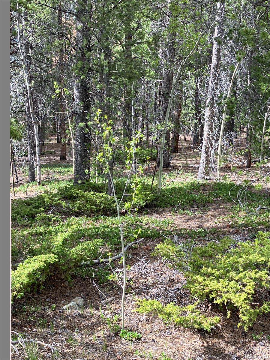 119 Cedar Way Black Hawk, CO 80422 - Photo 12 of 31 a view of a park with large trees