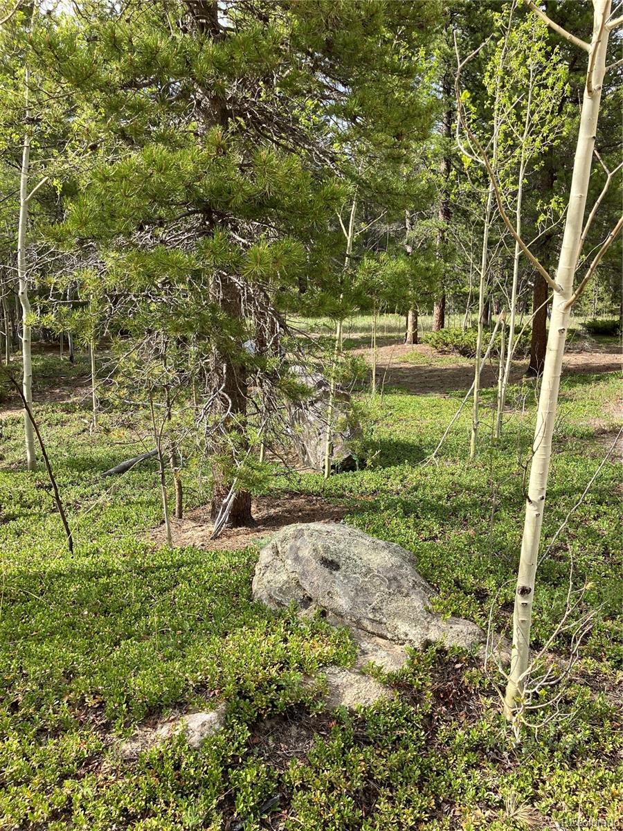 119 Cedar Way Black Hawk, CO 80422 - Photo 18 of 31 a view of a yard with plants and large trees