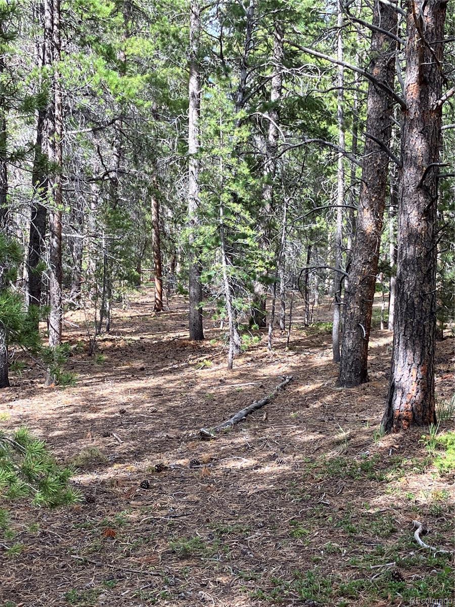 119 Cedar Way Black Hawk, CO 80422 - Photo 25 of 31 a view of a tree in the middle of a yard