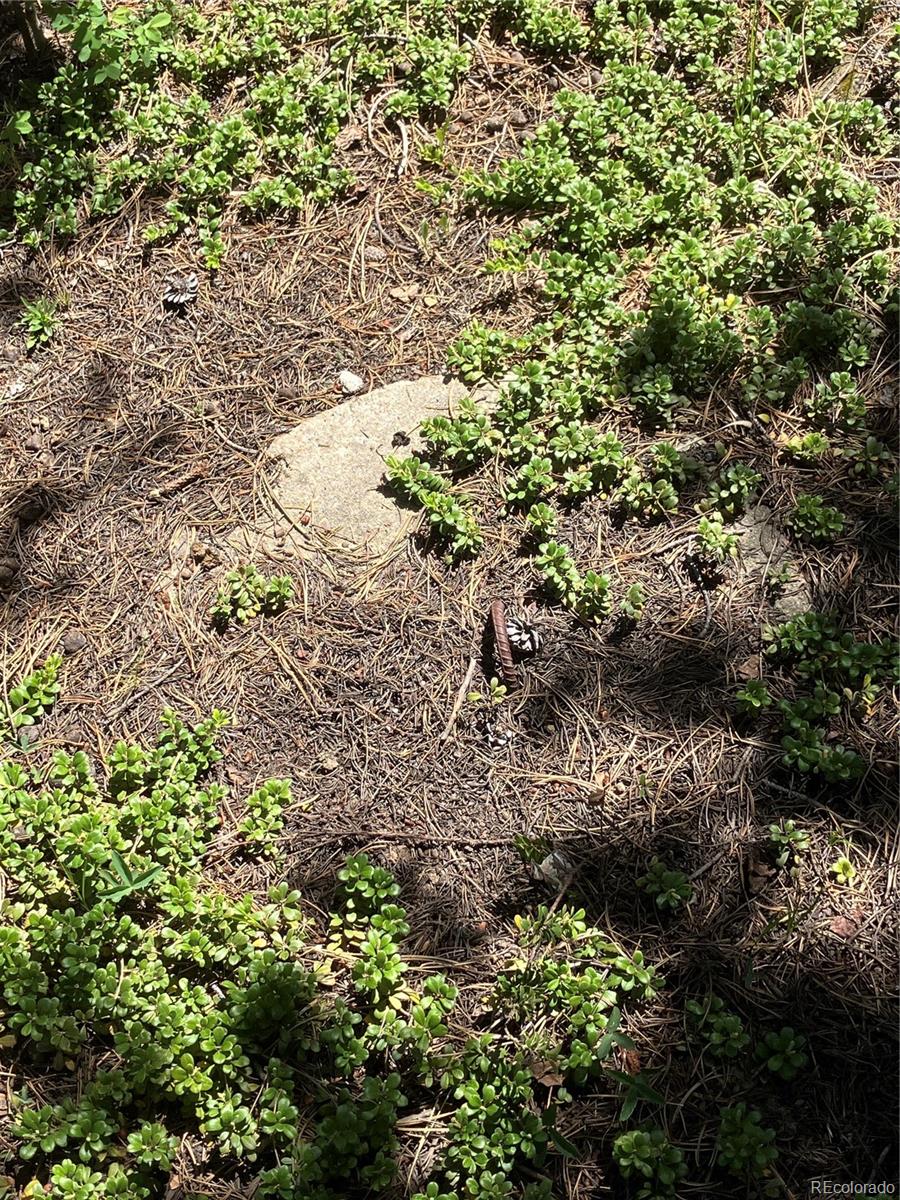 119 Cedar Way Black Hawk, CO 80422 - Photo 26 of 31 a view of a forest with a tree