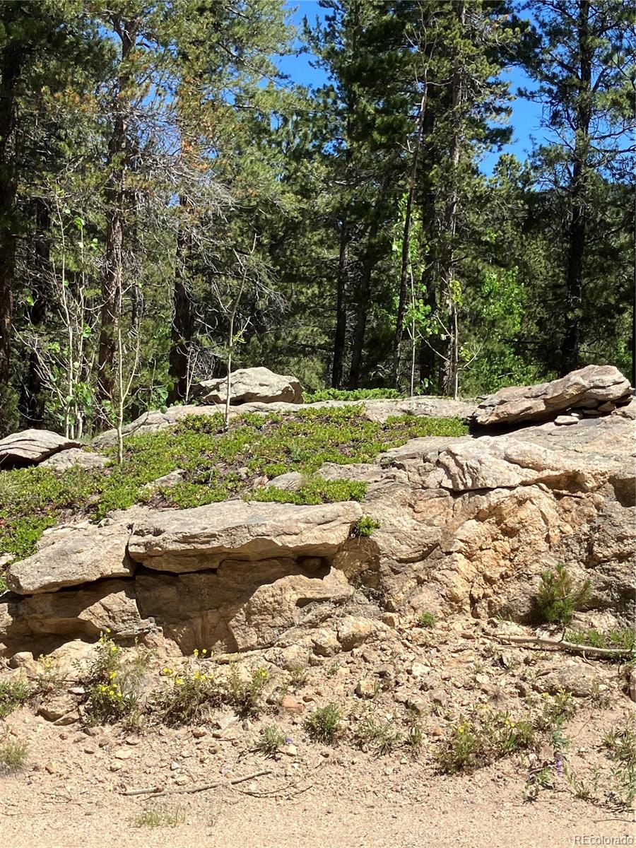 119 Cedar Way Black Hawk, CO 80422 - Photo 5 of 31 a view of a yard with a tree