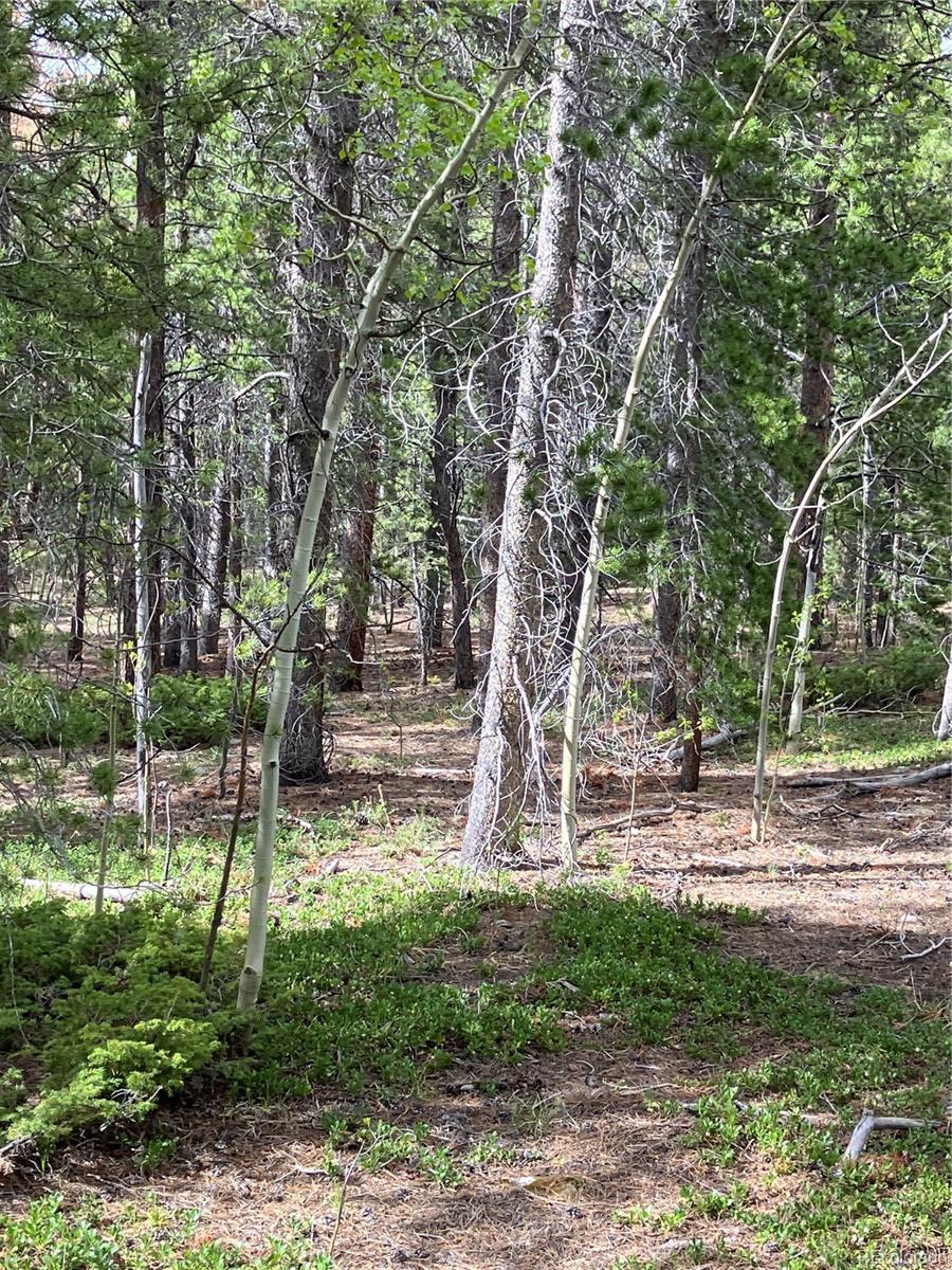 119 Cedar Way Black Hawk, CO 80422 - Photo 10 of 31 a view of a yard with a tree