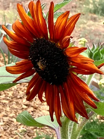 $495,000 | 553 Cow Canyon Road, Ignacio, CO 81137