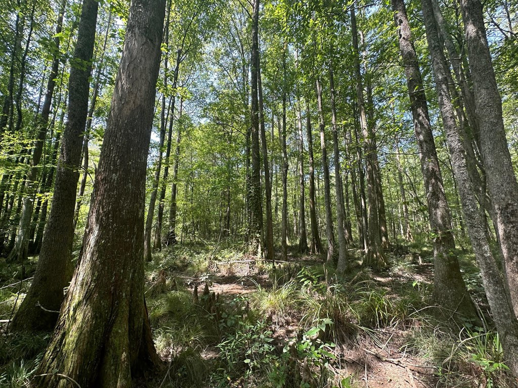 0 Whalen Road Carthage, MS 39051 - Photo 12 of 26 Photo 12