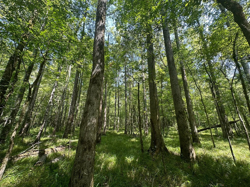 0 Whalen Road Carthage, MS 39051 - Photo 13 of 26 Photo 13