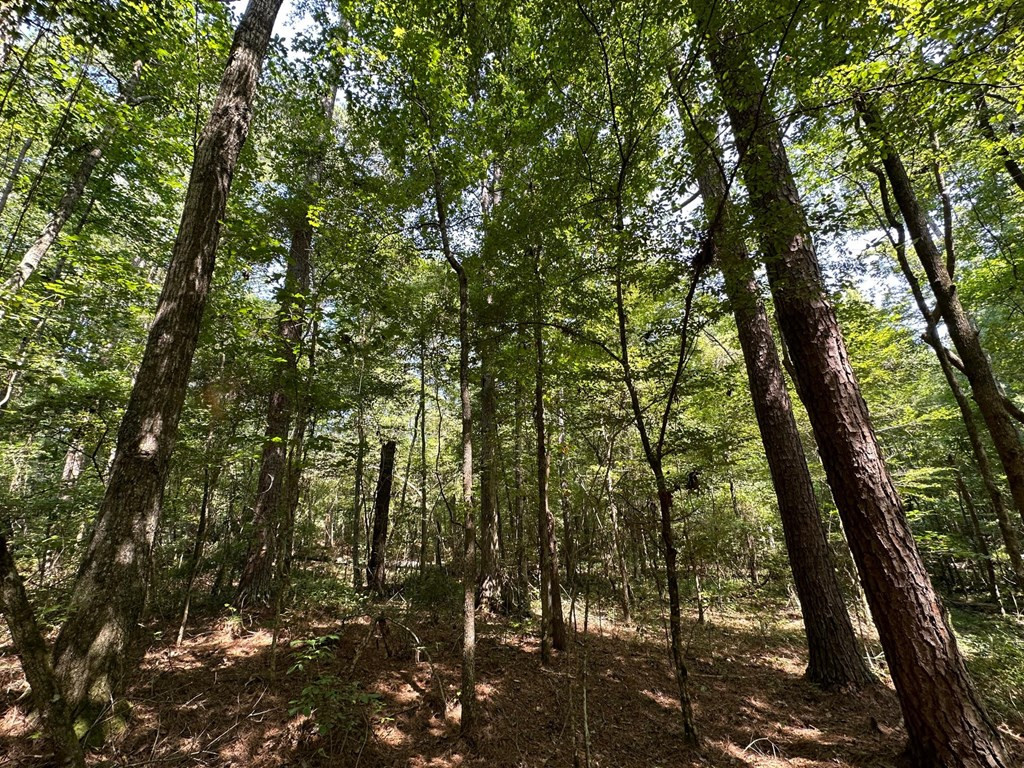0 Whalen Road Carthage, MS 39051 - Photo 2 of 26 Photo 2