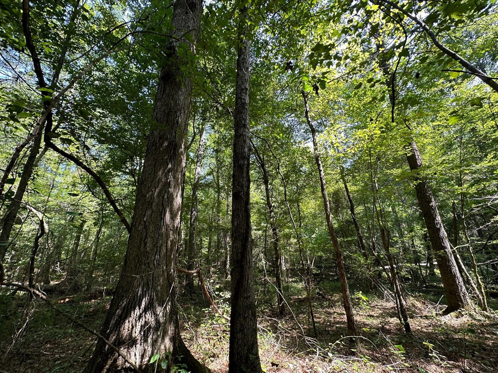 0 Whalen Road Carthage, MS 39051 - Photo 3 of 26 Photo 3
