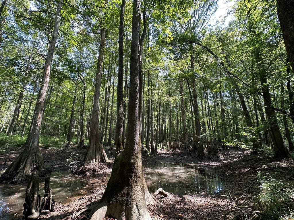 0 Whalen Road Carthage, MS 39051 - Photo 8 of 26 Photo 8