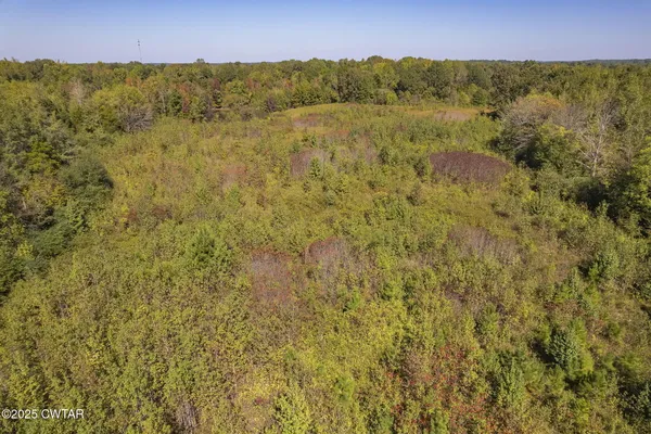 a view of a forest with trees in the background