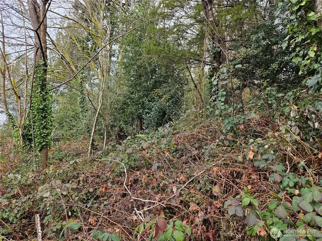 a view of a forest with lots of trees