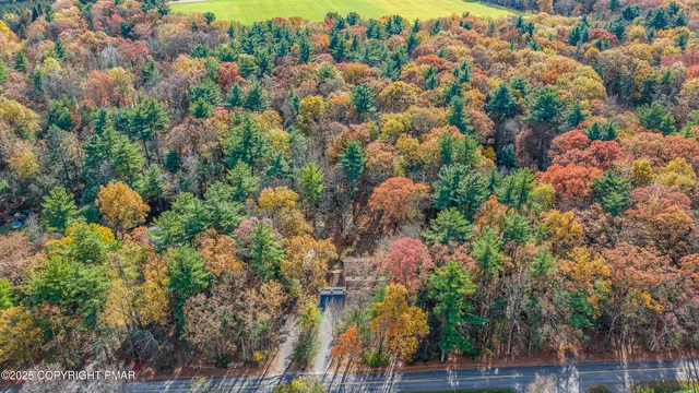 a street view with large trees