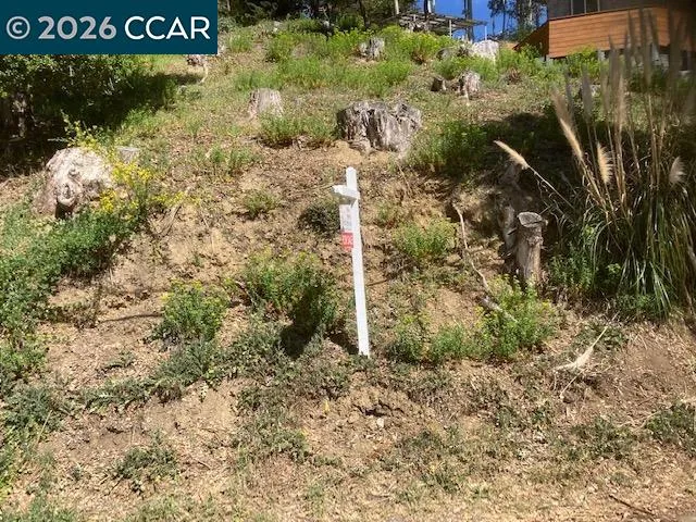 a view of a tree with a park