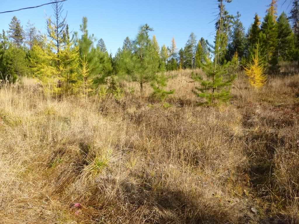 1443 South Basin Road Colville, WA 99114 - Photo 2 of 10