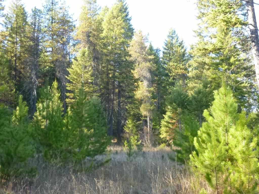 1443 South Basin Road Colville, WA 99114 - Photo 3 of 10