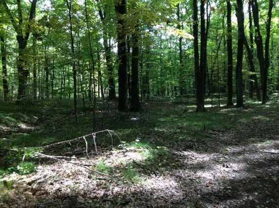 2010 West Dick Road Fenwick, MI 48834 - Photo 11 of 19 woods 3