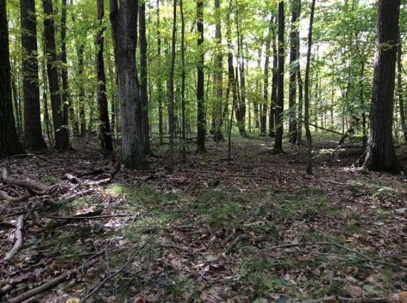2010 West Dick Road Fenwick, MI 48834 - Photo 12 of 19 woods