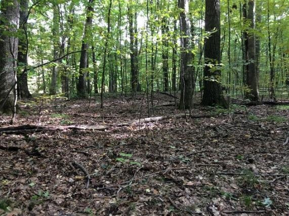 2010 West Dick Road Fenwick, MI 48834 - Photo 10 of 19 woods 2