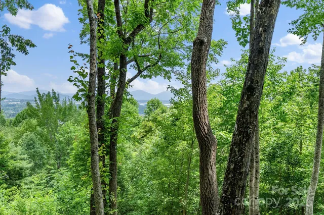 a view of a forest with trees