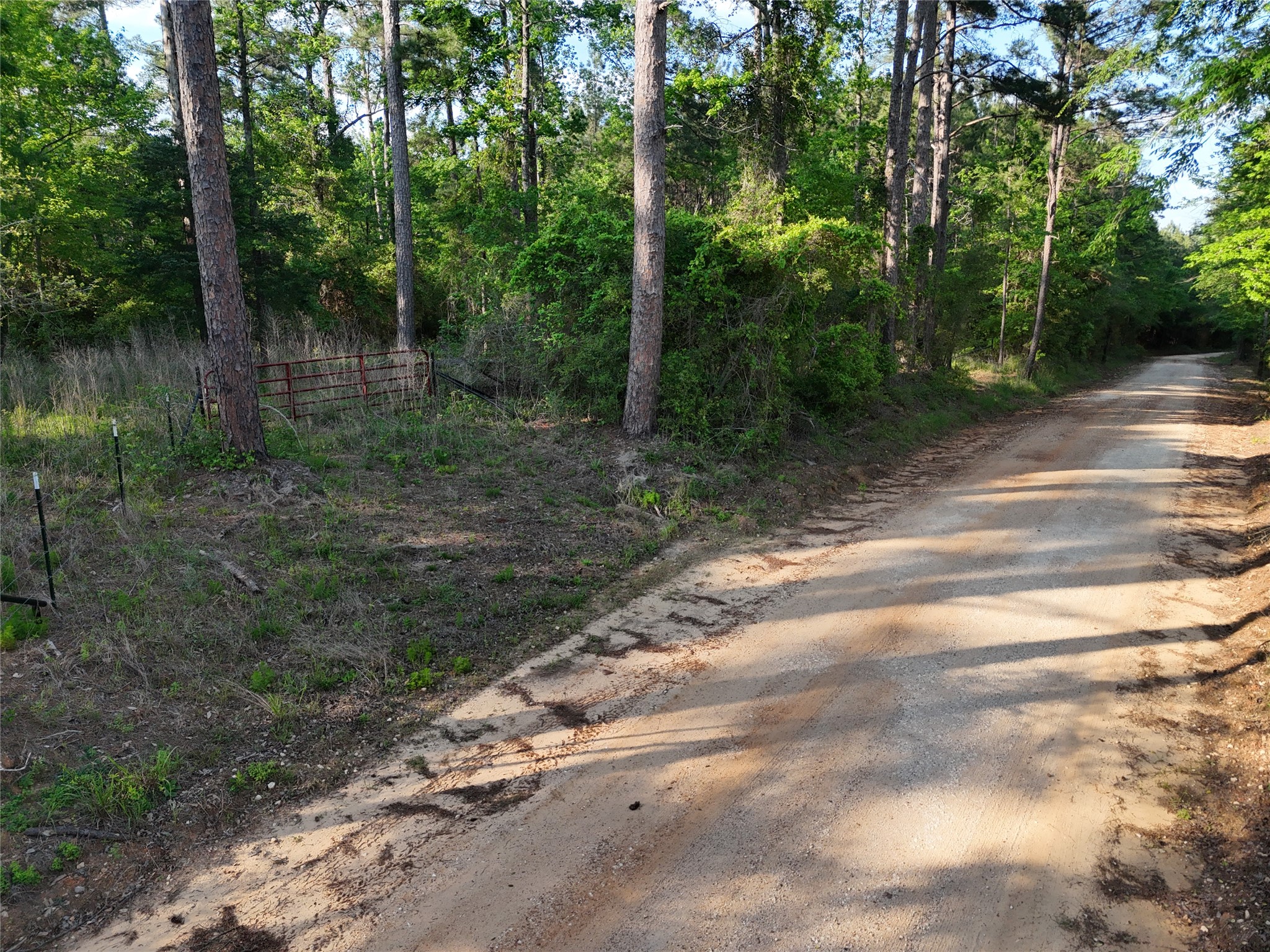 1545 County Road Grapeland, TX 75844 - Photo 11 of 13 a view of a forest with trees