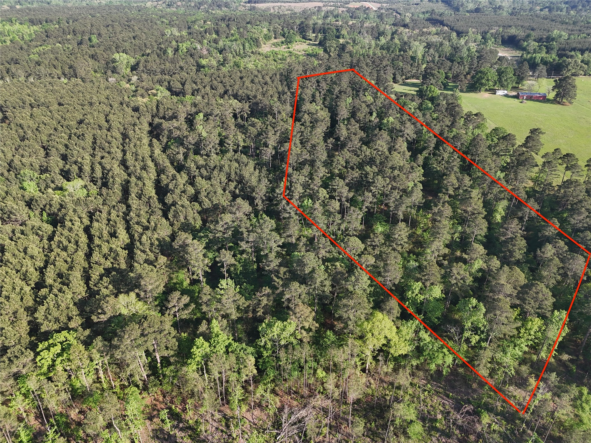 1545 County Road Grapeland, TX 75844 - Photo 2 of 13 a view of a forest with a lush green forest