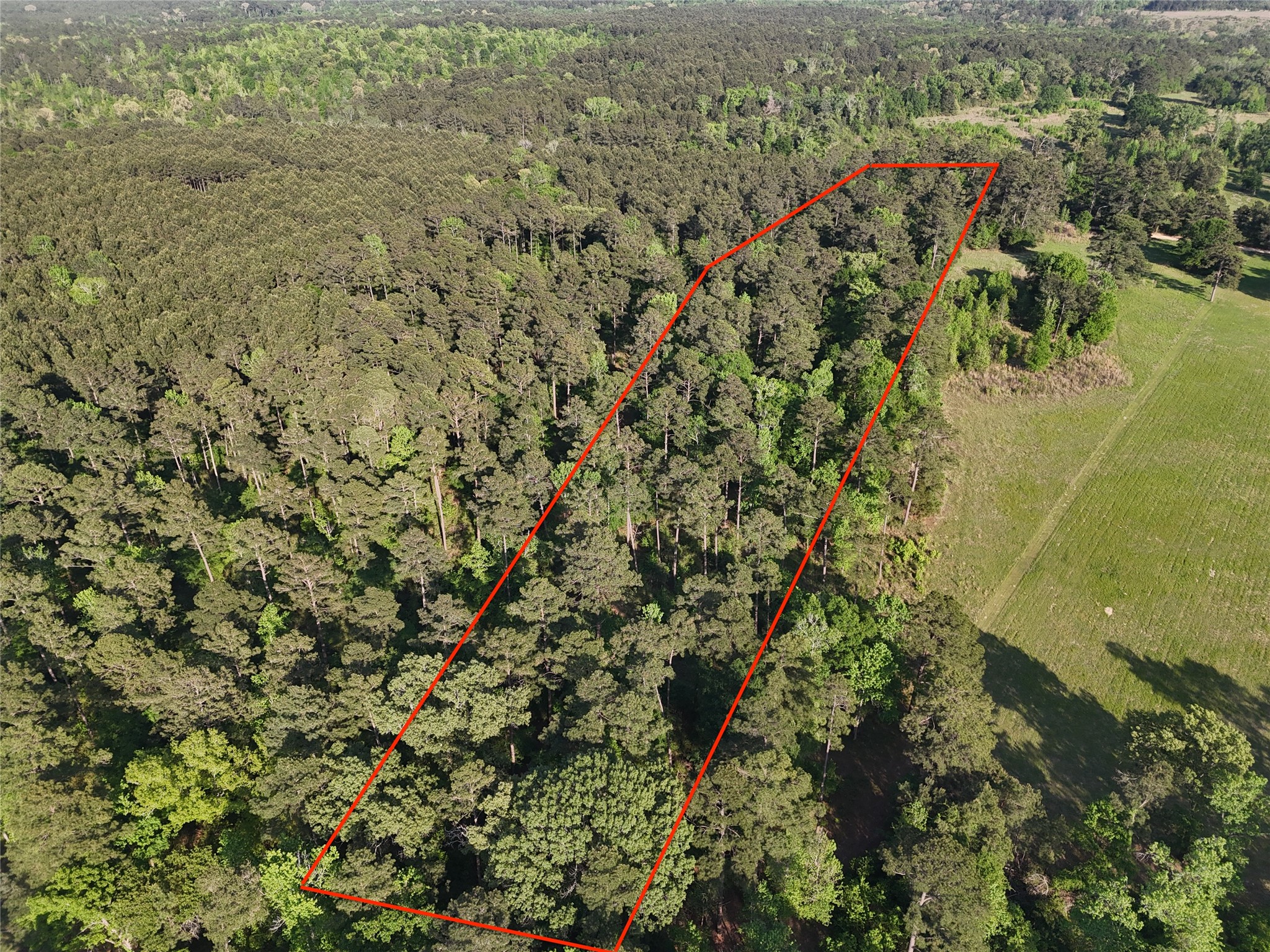 1545 County Road Grapeland, TX 75844 - Photo 5 of 13 a view of a forest with a yard