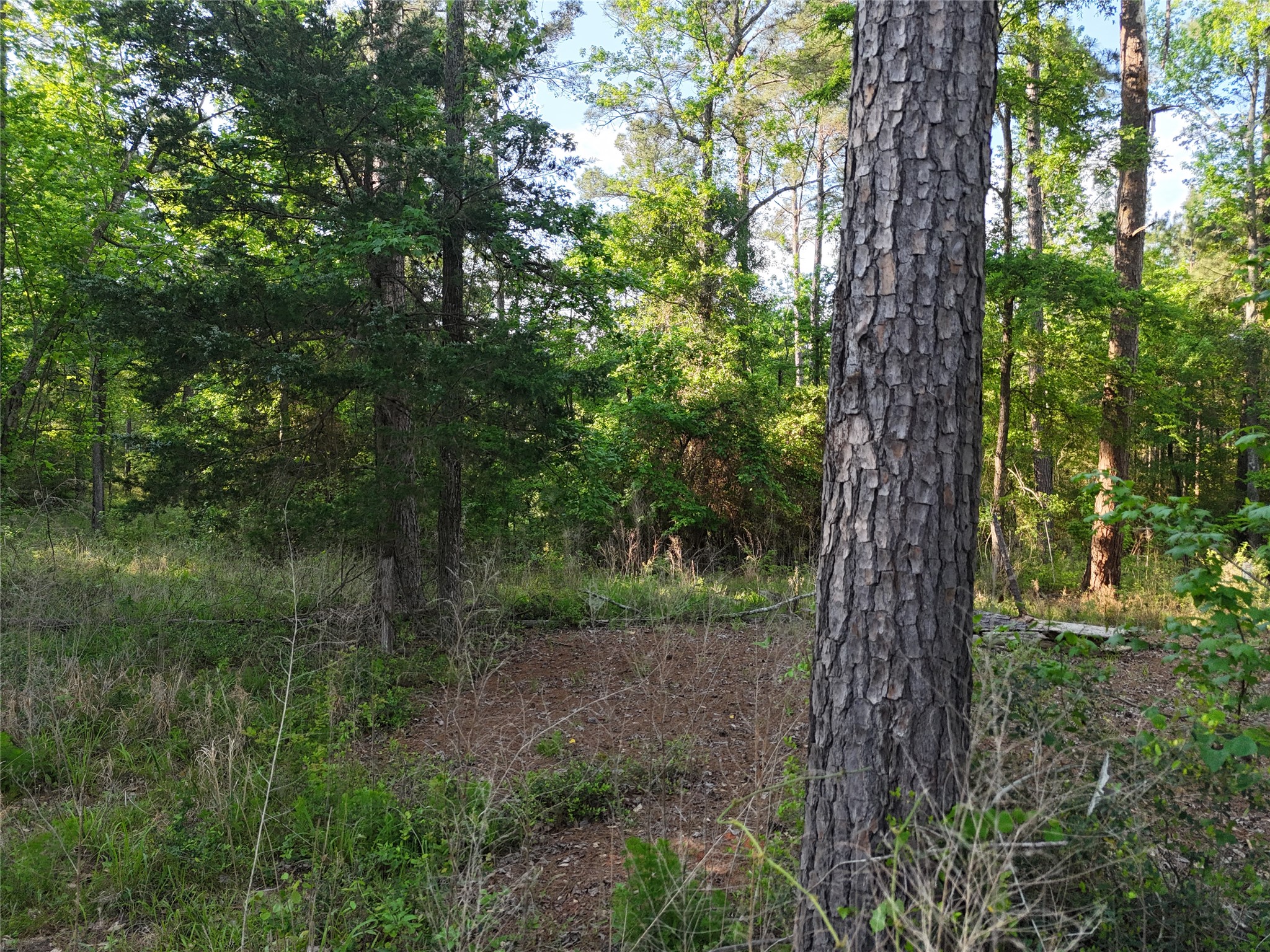 1545 County Road Grapeland, TX 75844 - Photo 8 of 13 a view of a forest in a forest