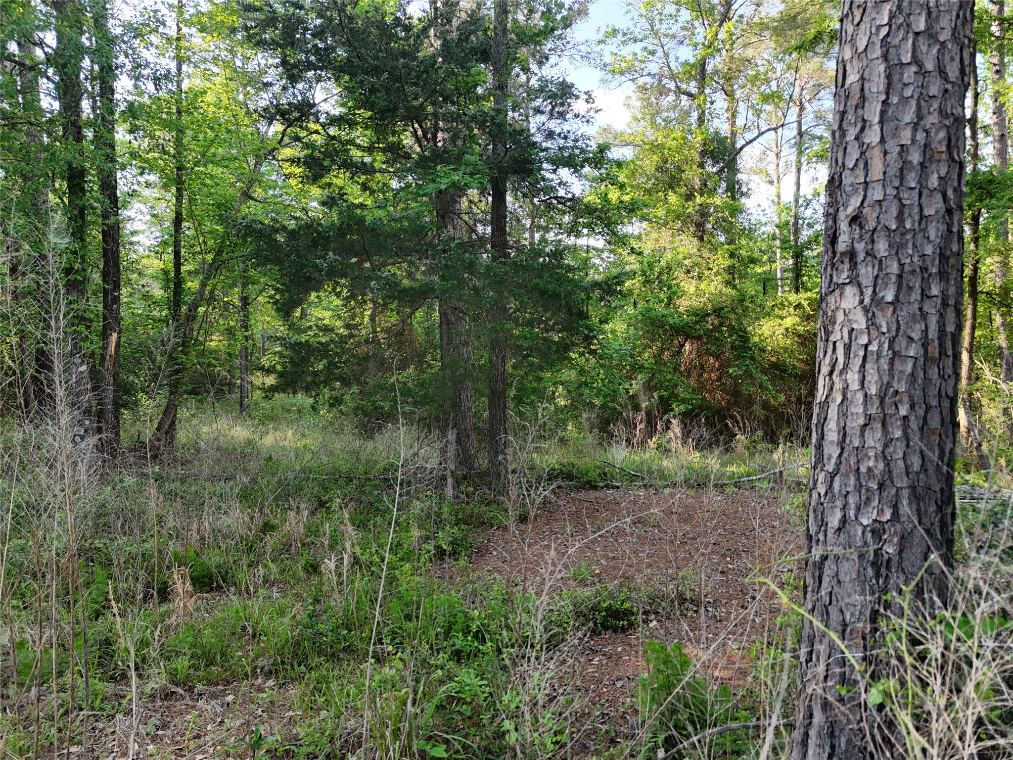 1545 County Road Grapeland, TX 75844 - Photo 9 of 13 a view of a lush green forest