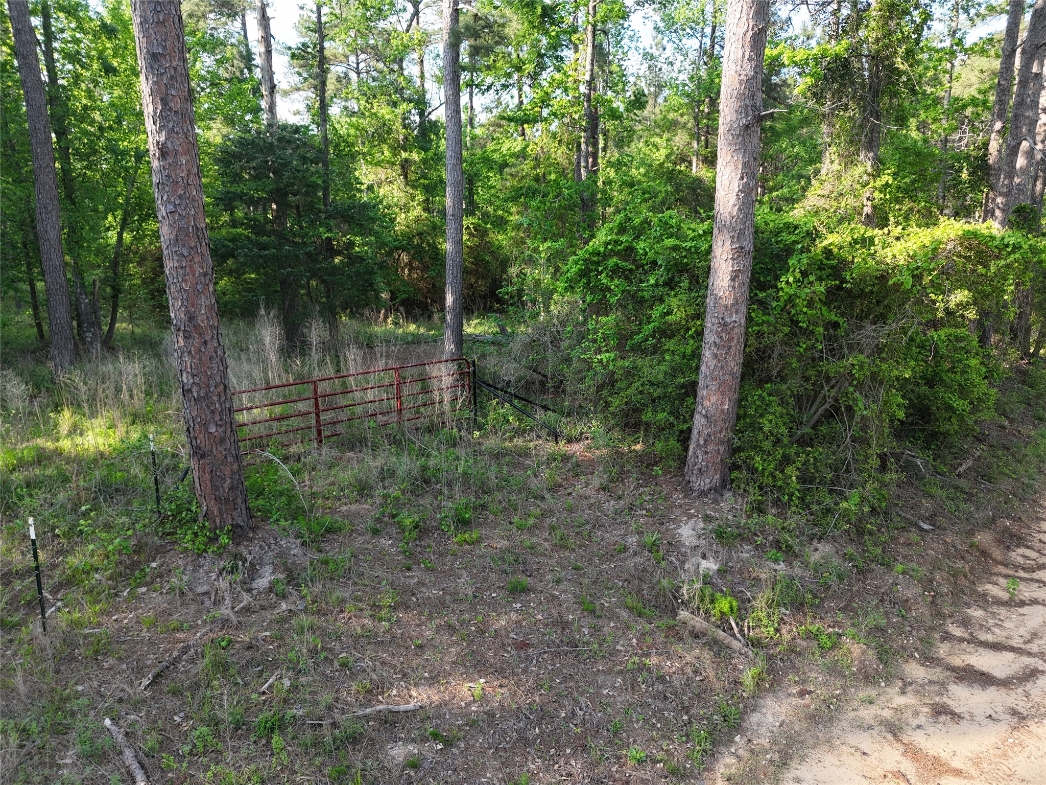 1545 County Road Grapeland, TX 75844 - Photo 10 of 13 a view of a forest