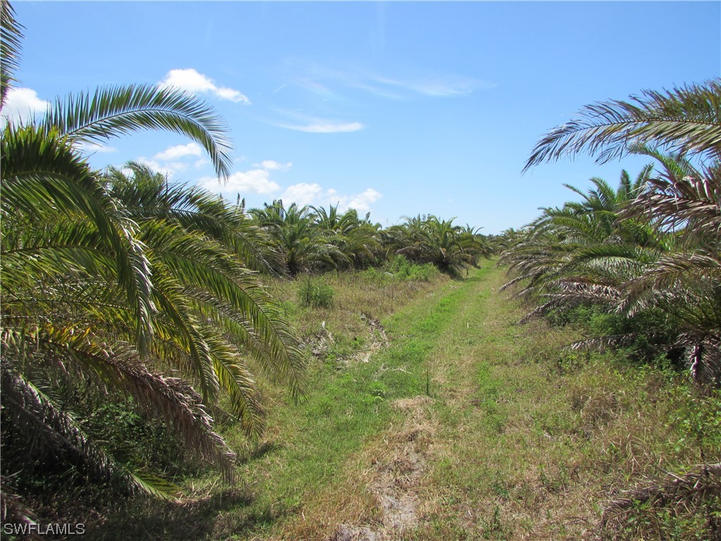 13350 Stringfellow Road Bokeelia, FL 33922 - Photo 17 of 46 a view of a yard and swimming pool